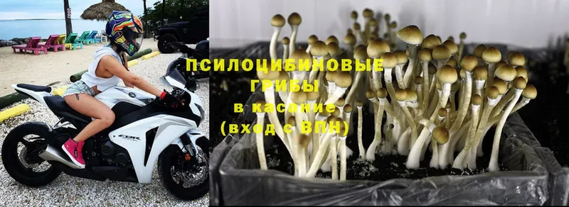 ОМГ ОМГ вход  магазин продажи   Лихославль  Псилоцибиновые грибы MAGIC MUSHROOMS 